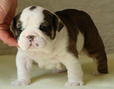 Foto Bulldog ingles para adopcion