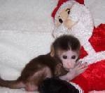 Foto Monos capuchinos para su aprobación (300