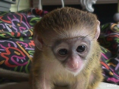 Foto Mujeres mono capuchino para la adopción.