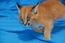 Foto Caracal serval y gatitos para la venta