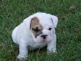 Foto English bulldog for adoption
