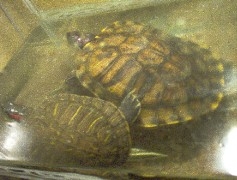 Foto Vendo pareja de tortuga con acuario y accesorios incluido
