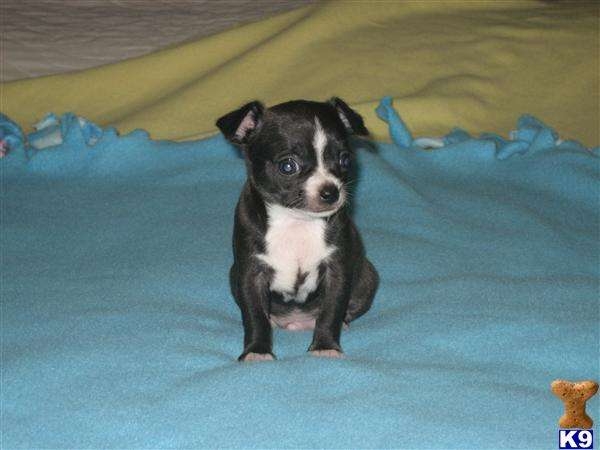 Foto Chihuahua cachorros a la venta