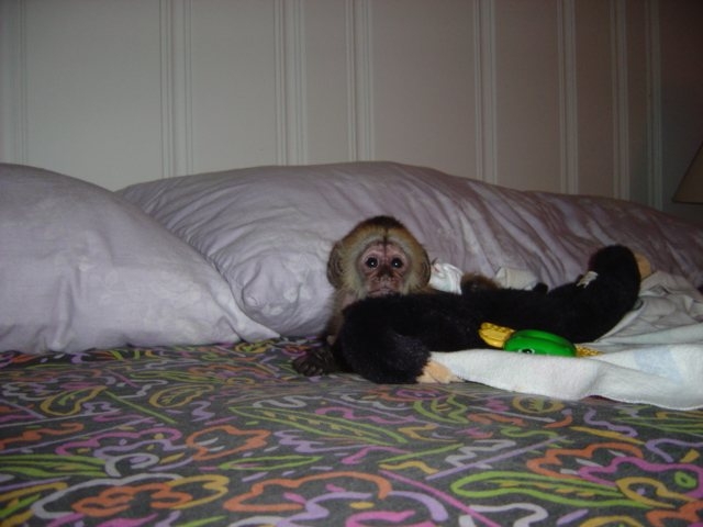 Foto Mono capuchino para venta