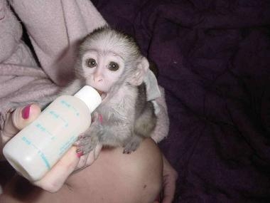 Foto Bebé monos capuchinos para la adopción (200euros)