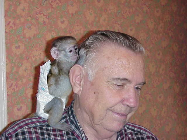 Foto Mono capuchino para su aprobación