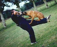 Foto Hermosos cachorros pastor belga para guardia y protección