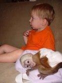 Foto Bebé mono capuchino para su aprobación