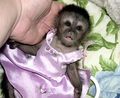 Foto Bien entrenados monos capuchinos para su aprobación.