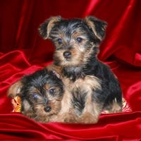 Foto Cute twin yorkies para adopción