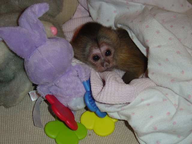 Foto Monos capuchinos para su adopcion