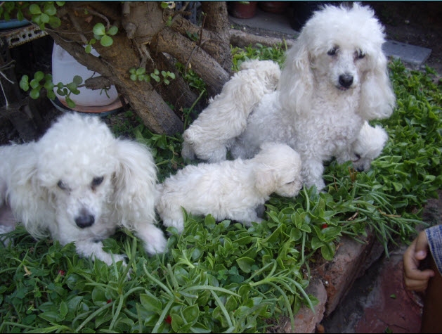 Foto Poodles toys blancos legitimos cachorros