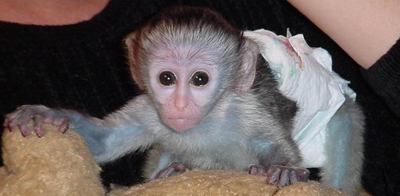 Foto Bien entrenados mono capuchino está listo para su aprobación.