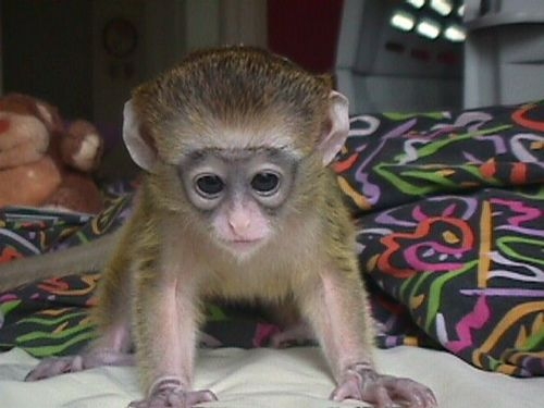 Foto Bebé monos capuchinos disponibles