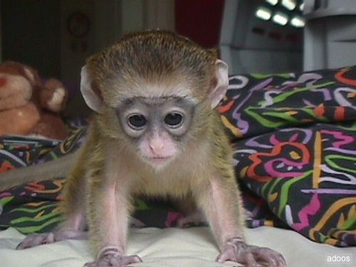 Foto Bebé monos capuchinos disponibles