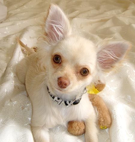 Foto Cachorro de chihuahua de pelo largo adorable