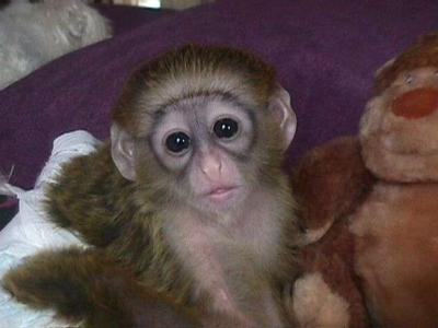 Foto Bebé mono capuchino para la adopción