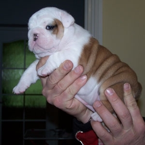 Foto 10 semanas de edad inglés bulldog cachorros en venta