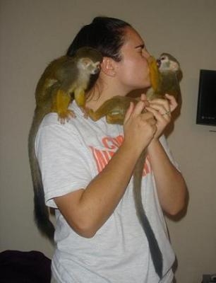Foto Monos capuchinos para adopcion
