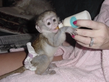 Foto Hombres y mujeres bebé monos capuchinos(150€)