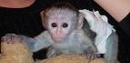 Foto Bebé monos de capcuhin para la venta