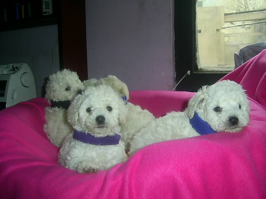 Foto Venta de cachorritos poodles toys amchitos y hembritas!!!!