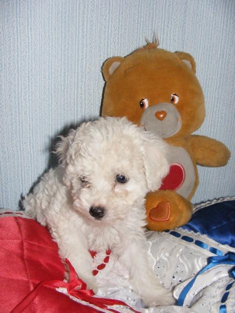 Foto Perrito poodle toys cacchorrito en venta!!!!