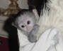 Foto Mujeres adorable bebé mono capuchino