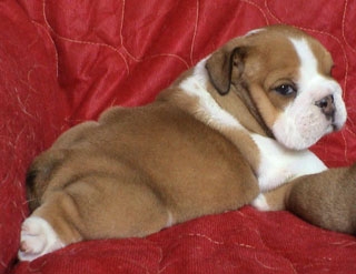 Foto Bulldog ingles para adopcion.