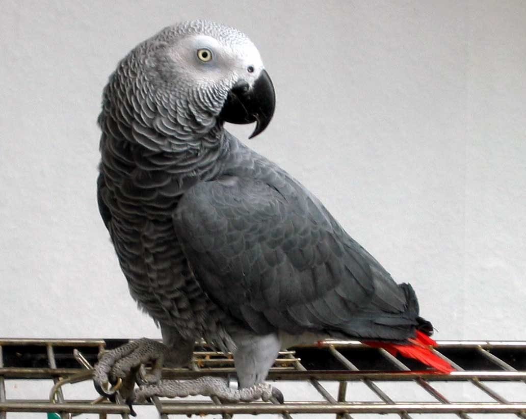 Foto Grey parrot para la adopción