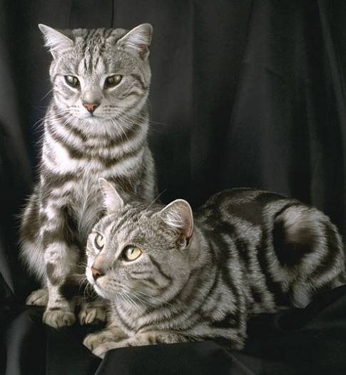 Foto Cuido gatos bio-bio
