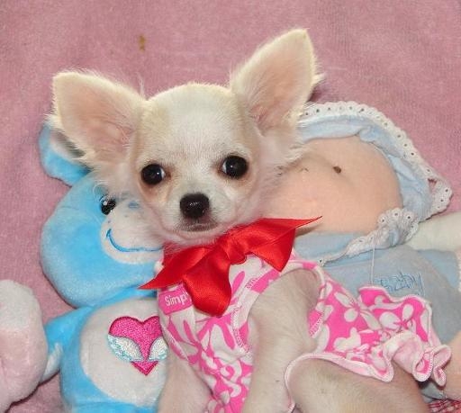 Foto Chihuahua pata adoption