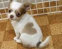 Foto Chihuahua cachorros para su aprobación