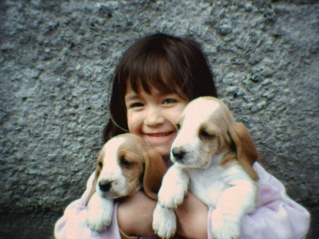 Foto Vendo cachorros hush puppies bi-color (baset hound), 1 mes, padres a la vista $ 60.000.