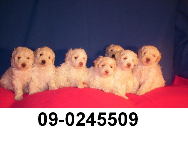 Foto Se venden cachorros poodle toy 2982223 /9-0245509