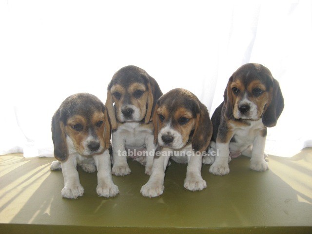 Foto Se venden hermosas cachorritas beagle