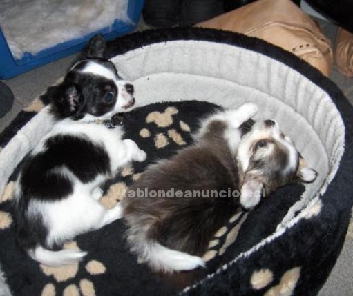 Foto Los bebés chihuahua para un hogar amoroso.