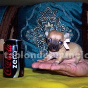 Foto Dos cachorros de chihuahua para adopbcion 90€
