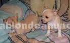 Foto Chihuahua cachorros para su adopción