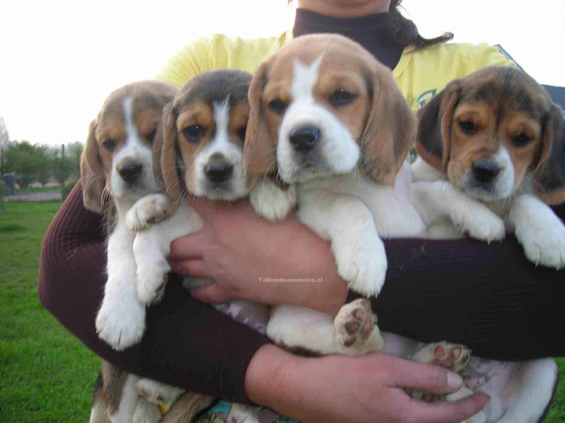 Foto Vendo cachorros beagle ,padres a la vista 100%confiable.