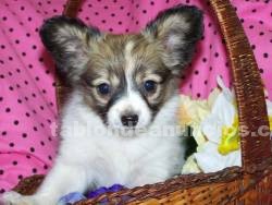 Foto Chihuahua cachorros para su aprobación