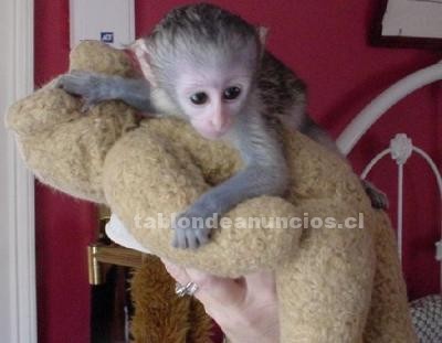 Foto Bebé monos capuchinos para la adopción
