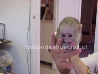 Foto Lindo y adorable bebé monos capuchinos para la adopción