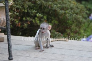 Foto Monos capuchinos bebé para adopción