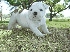 2  cute dulcebull dog angles cahorros  para su aprobación Animales/Mascotas