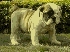 Bulldog inglés cachorros en adopción.