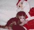 Monos capuchinos para su aprobación (300
