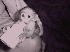 Bebé monos capuchinos para la adopción (200euros) Animales/Mascotas