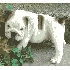 Bulldog inglés cachorros Animales/Mascotas