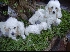 Poodles toys blancos legitimos cachorros